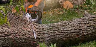 Best Stump Grinding and Removal  in Garden City South, NY
