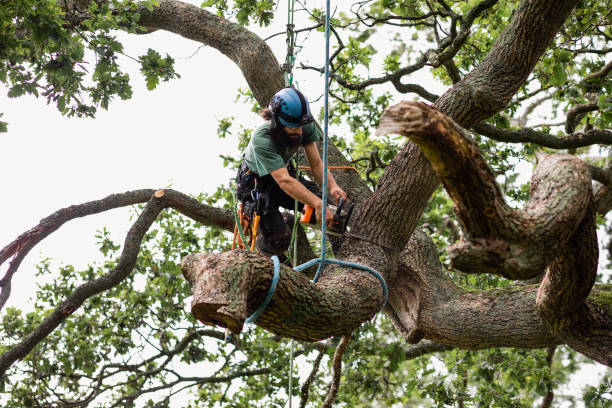 Best Tree Disease Treatment  in Garden City South, NY