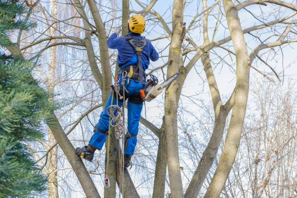 How Our Tree Care Process Works  in  Garden City South, NY