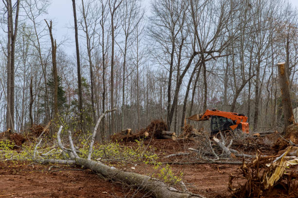Best Commercial Tree Services  in Garden City South, NY