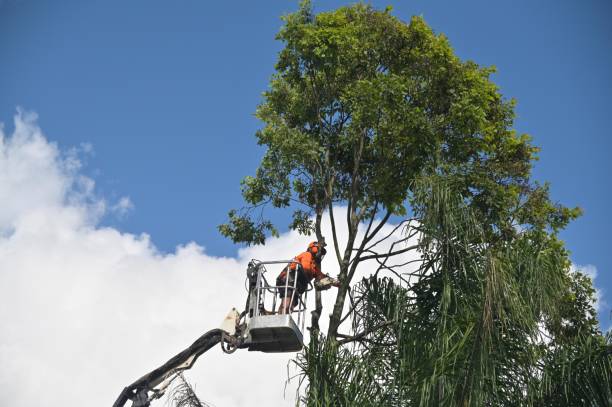 Best Tree and Shrub Care  in Garden City South, NY