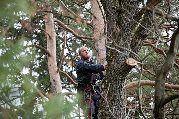 Trusted Garden City South, NY Tree Care Experts